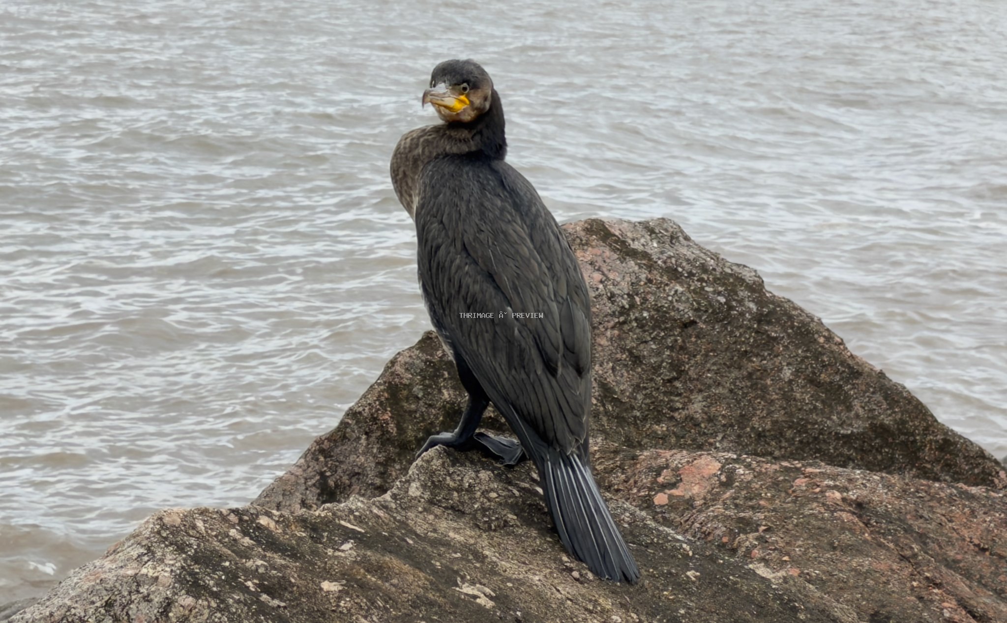 Cormorant standing on a rock beside rippling coastal water