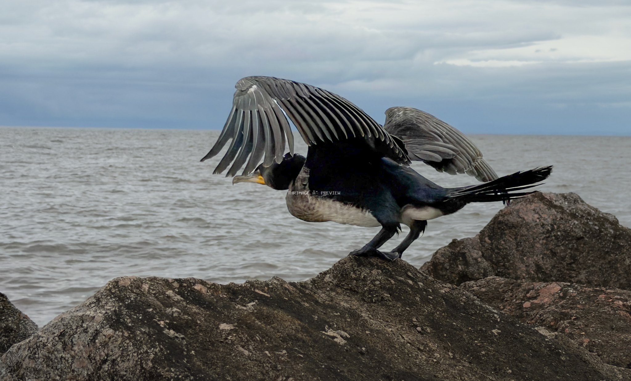 Great cormorant stretching its wings on rocks beside gray coastal water.