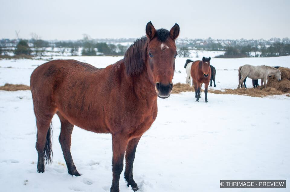 Brown horse standing in snow with other horses near hay behind it