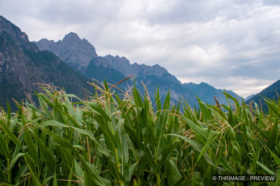Green corn plants in the foreground with a jagged mountain ridge beneath an overcast sky