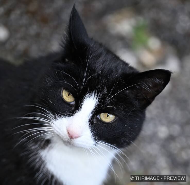 Black-and-white cat with yellow-green eyes, white whiskers, and a pink nose looking toward the camera