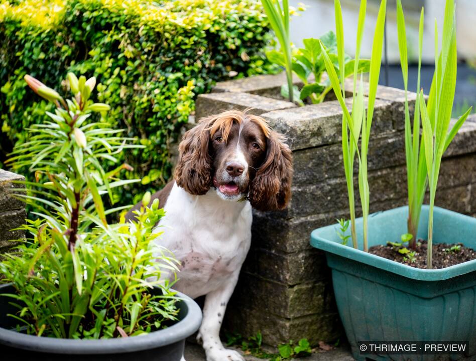 Brown and white spaniel sitting among potted plants beside a stone wall.