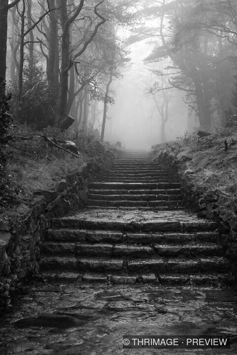 Wet stone steps ascending through a fog-filled woodland in black and white.