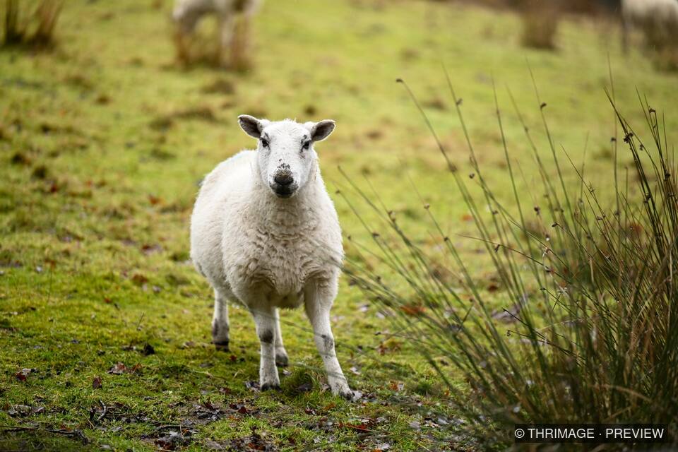 White sheep standing on green moorland and looking directly at the camera.