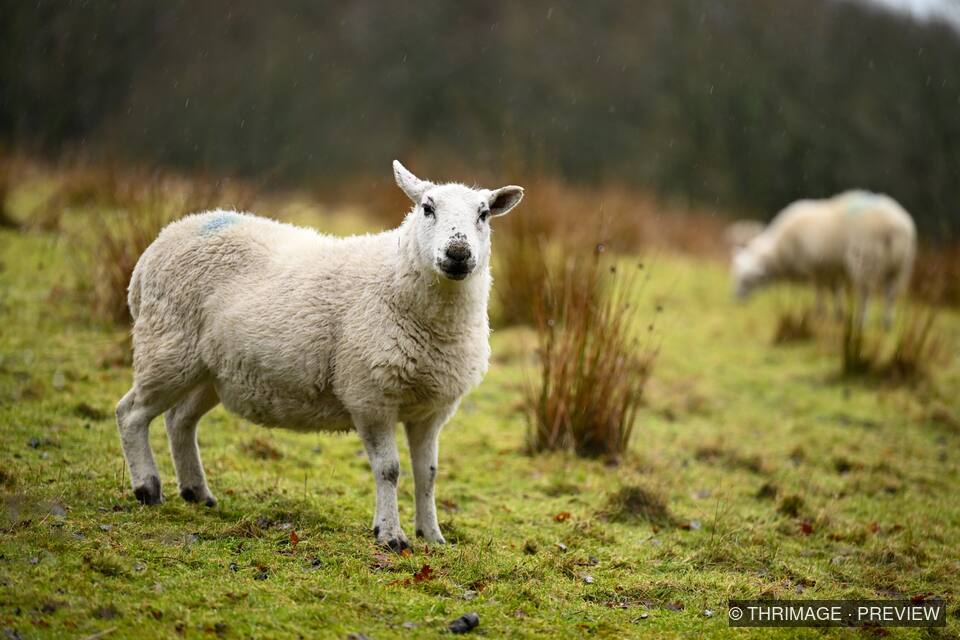 White sheep standing on wet green moorland with another sheep blurred in the background