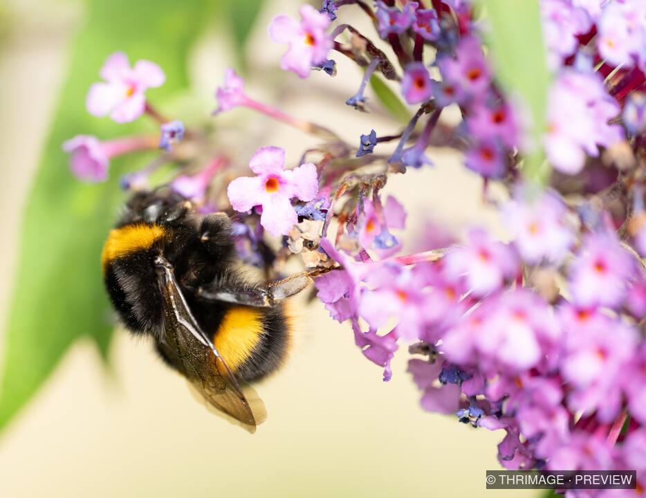 Bumblebee feeding among clusters of purple flowers
