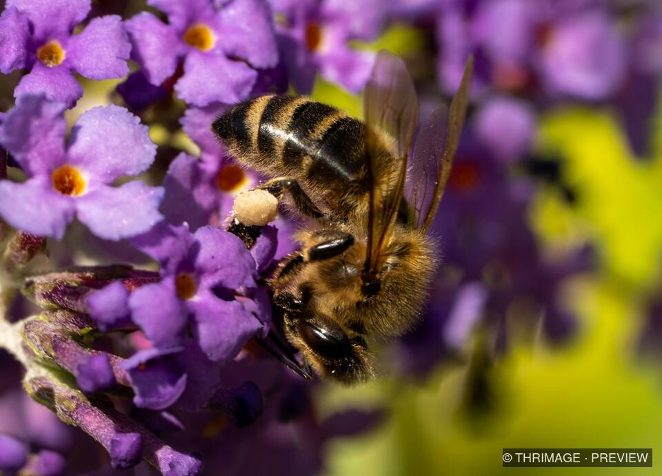 Honey bee with pollen-covered legs feeding among purple flowers