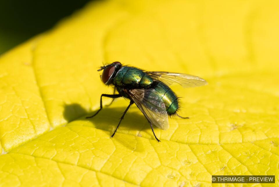 Metallic green bottle fly resting on a bright yellow leaf.