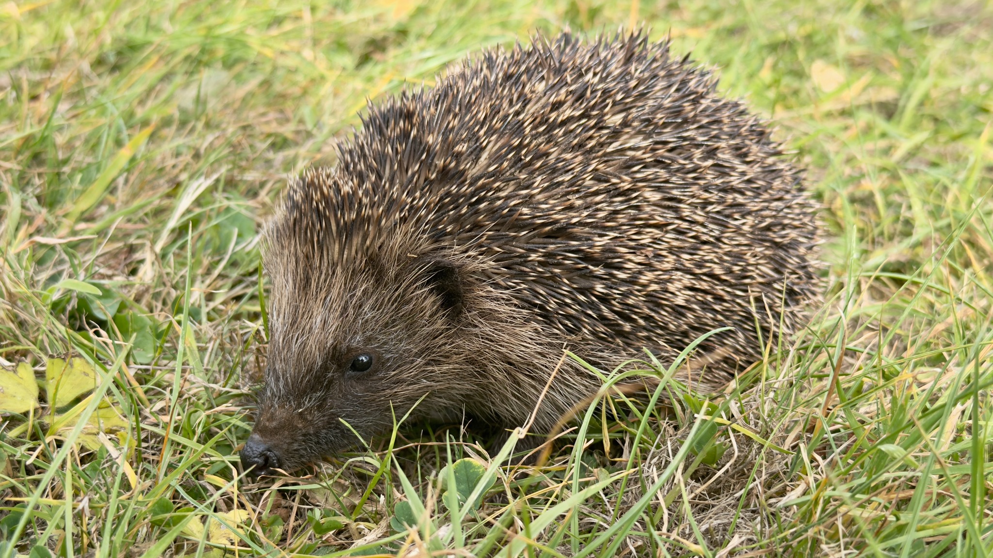 Hedgehog walking through grass with its spines and face clearly visible