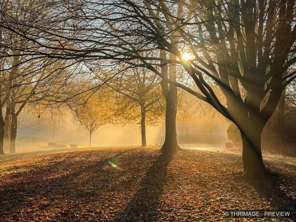 Golden sunlight and mist stream between autumn trees over a leaf-covered woodland floor.