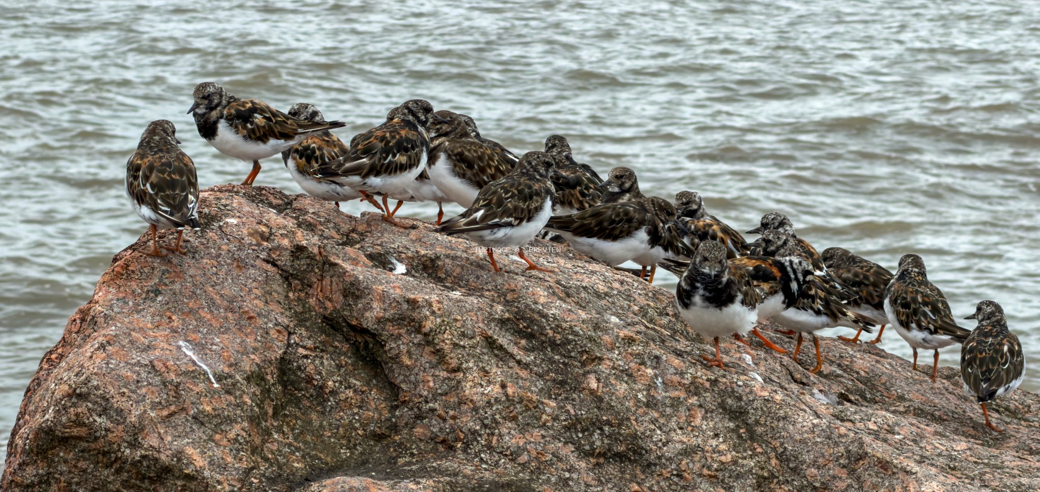 Flock of mottled Ruddy Turnstones standing on a large coastal rock beside rippling water.
